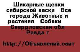 Шикарные щенки сибирской хаски - Все города Животные и растения » Собаки   . Свердловская обл.,Ревда г.